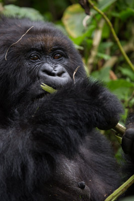 GORILLA055.jpg