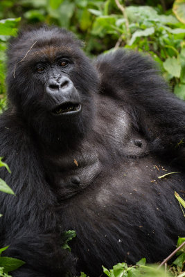 GORILLA056.jpg
