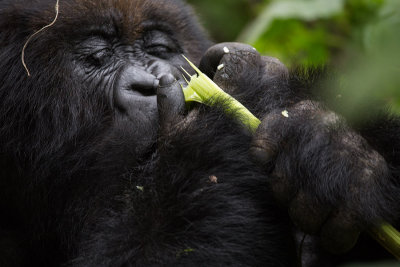 GORILLA057.jpg