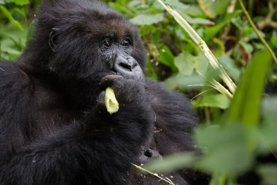 GORILLA058.jpg