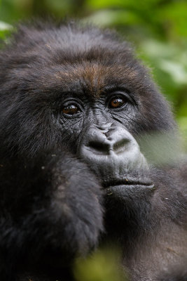GORILLA060.jpg