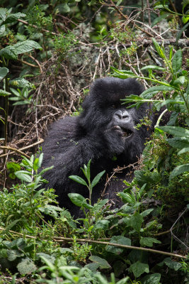 GORILLA061.jpg