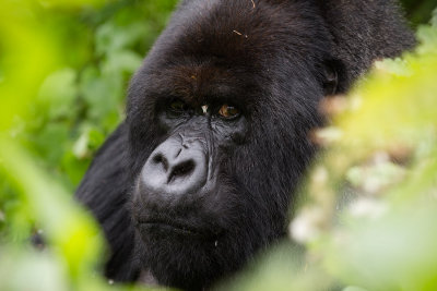GORILLA063.jpg