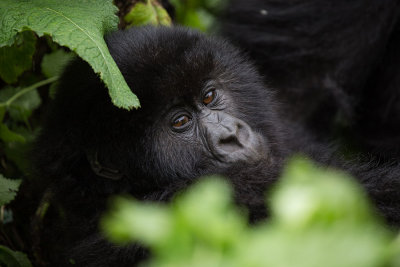 GORILLA064.jpg