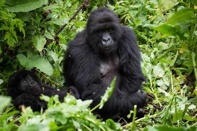 GORILLA065.jpg