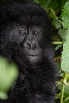 GORILLA067.jpg