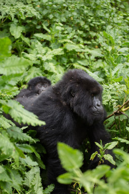GORILLA068.jpg