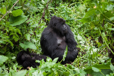 GORILLA069.jpg