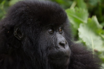 GORILLA070.jpg
