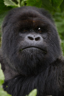 GORILLA071.jpg