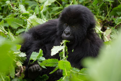 GORILLA072.jpg