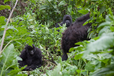 GORILLA073.jpg