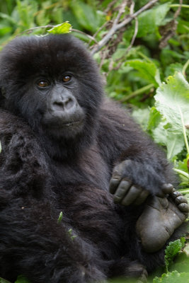 GORILLA074.jpg