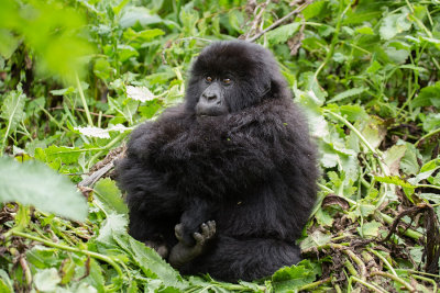 GORILLA075.jpg