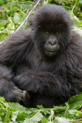 GORILLA076.jpg