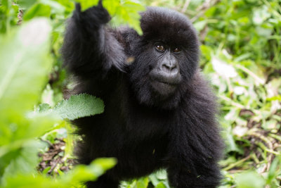 GORILLA077.jpg