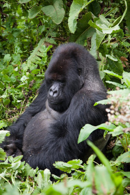 GORILLA078.jpg