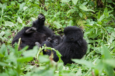 GORILLA079.jpg