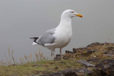 European Herring Gull