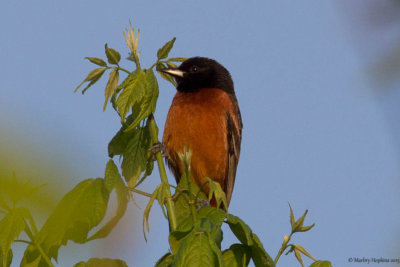 Forsyth County, North Carolina - Birds