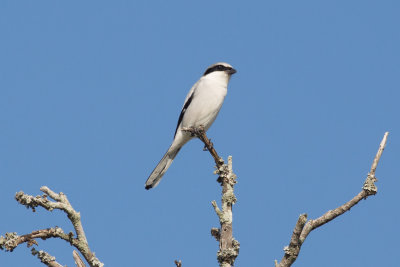 Shrikes