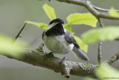 Chickadees, Nuthatches and Creepers