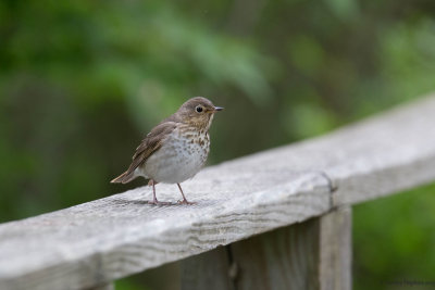 Thrushes and Thrashers