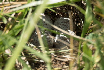 Eastern Meadowlark nest