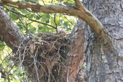 Red-shouldered Hawk nest