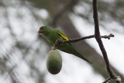 Yellow-chevroned Parakeet