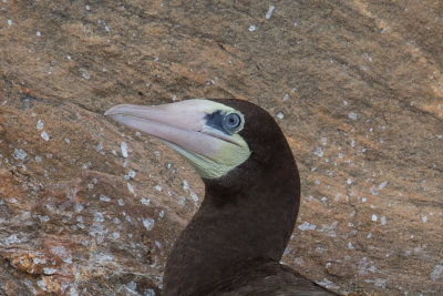 Gannets, Cormorants and Pelicans