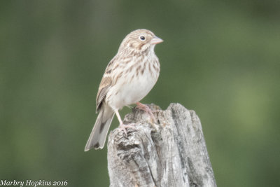 Grassquits and Sparrows
