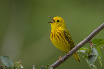 Yellow Warbler