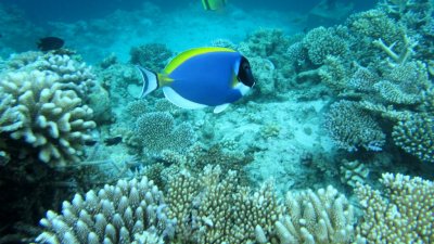 Powderblue Surgeonfish