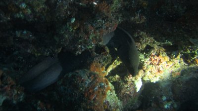 Moray Eel