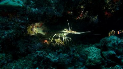 Lobster
