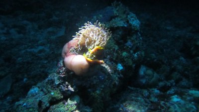 Sea anemone