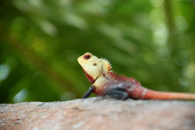 Oriental garden Lizard