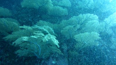 Huge Fan Corals
