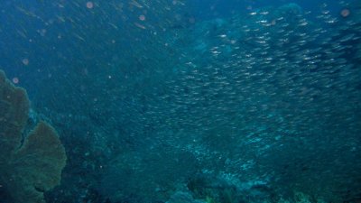 Fish Swarm seen in Sunset Dive