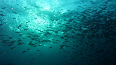 Fish Swarm seen in Sunset Dive