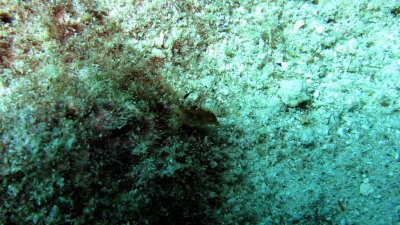 Sea Slug, only 5 mm long