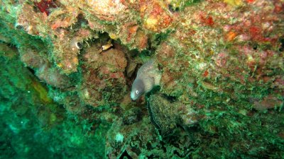 A small Moray Eel
