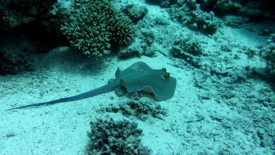 Blue point ray