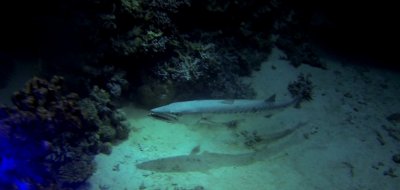 2 meter long Barracuda