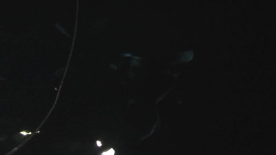manta ray beside the boat at night