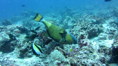 triggerfish biting coral
