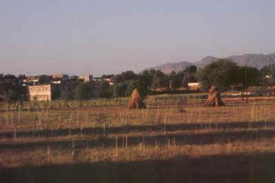 1995006084 Rajasthan farmland.jpg