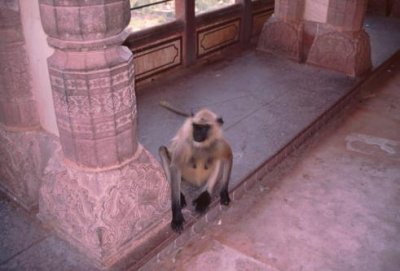 1995007035 Amer Palace Jaipur.jpg