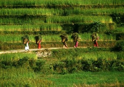 1995007086 women in rice fields 1995.jpg